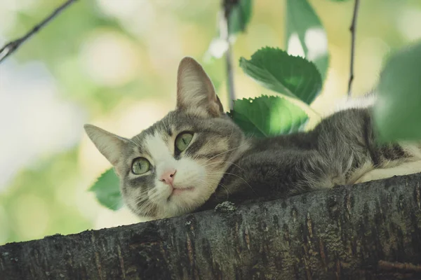 Gato en el árbol —  Fotos de Stock