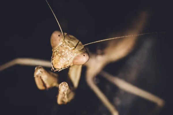 Mantis sobre fondo negro —  Fotos de Stock