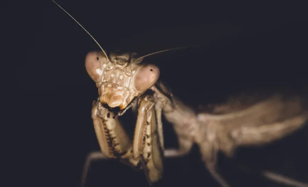 검은 배경에 있는 사마귀 — 스톡 사진