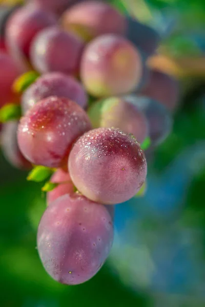 Чорний виноград в саду — стокове фото