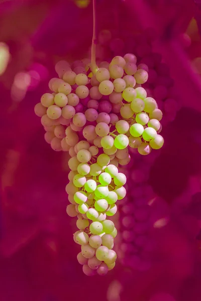 Purple grapes abstraction — Stock Photo, Image