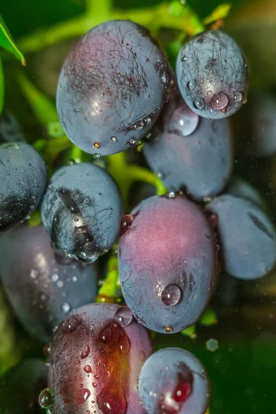 Uva e gocce d'acqua — Foto Stock