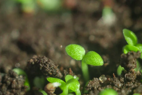 Primeros brotes verdes en primavera — Foto de Stock