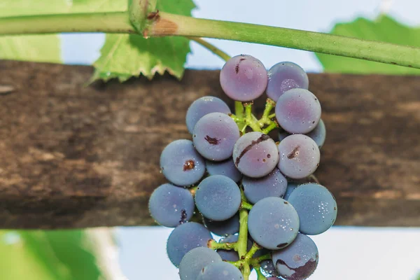 Close-up of macro grapes — Stock Photo, Image