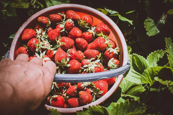 Aardbeien oogsten in de tuin — Stockfoto