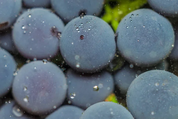 Close-up of macro grapes — Stock Photo, Image
