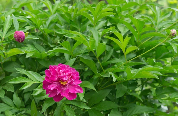 Peonías rosadas en el jardín sobre un fondo natural — Foto de Stock