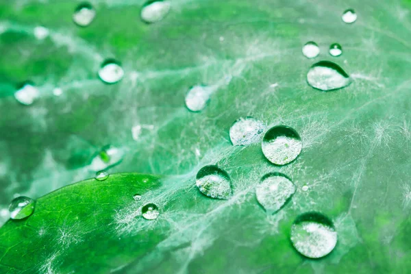 Rain drops on leaf — Stock Photo, Image