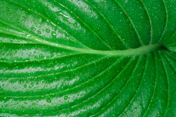 Зелене листя Хоста — стокове фото