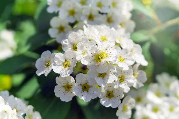 Białe kwiaty latem — Zdjęcie stockowe