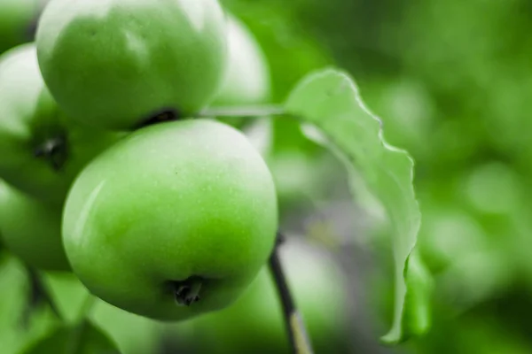 Bright green apples on a branch — Stock Photo, Image