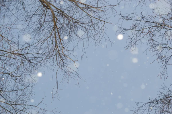 Śnieg i drzewa — Zdjęcie stockowe