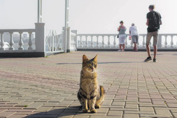 Cat on the waterfront Stock Photo