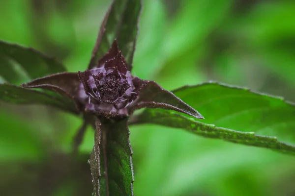 Primer plano de albahaca tailandesa — Foto de Stock