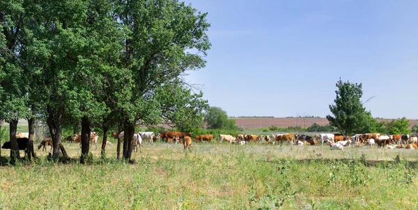Vacas no campo paisagem verão dia — Fotografia de Stock