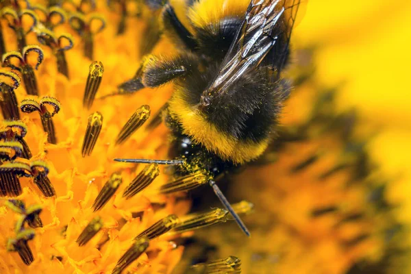 Tournesol et abeille gros plan — Photo