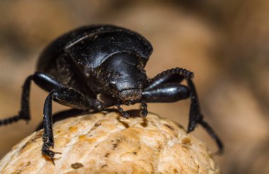 black beetle closeup clipart