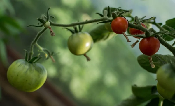 Tomates rojos y verdes en las ramas —  Fotos de Stock