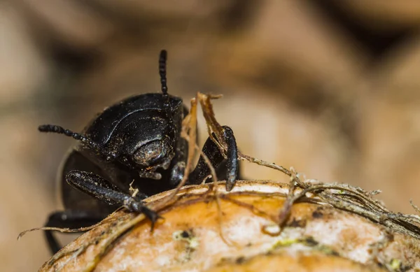 Escarabajo negro primer plano — Foto de Stock
