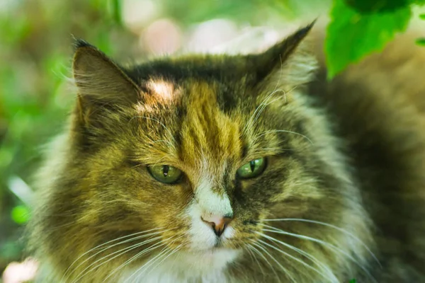 Portrait of tricolor cat — Stock Photo, Image