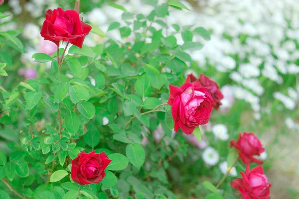 Rosas escarlate no jardim — Fotografia de Stock