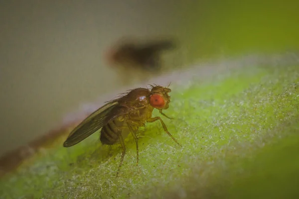 Mosca mosca mosca insetto — Foto Stock