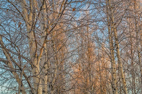 Stromy pokryté sněhem na pozadí oblohy — Stock fotografie