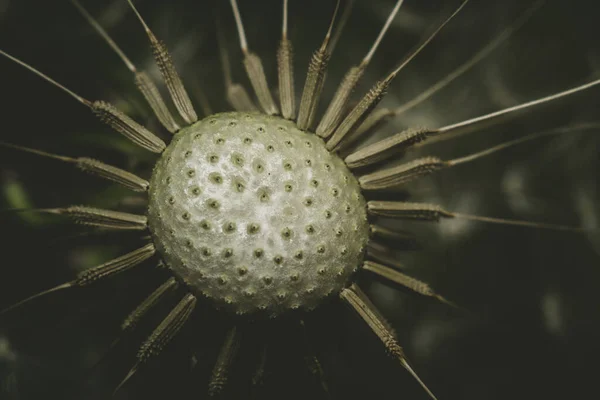 Dandelion macro photo — Stock Photo, Image