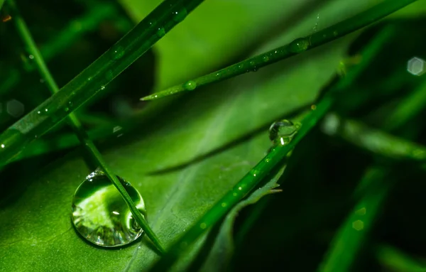 Grass close up water drops — Stock Photo, Image