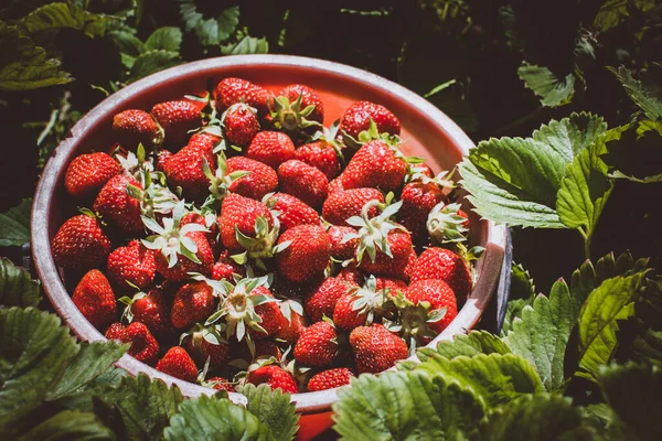 Aardbeien oogsten in de tuin — Stockfoto