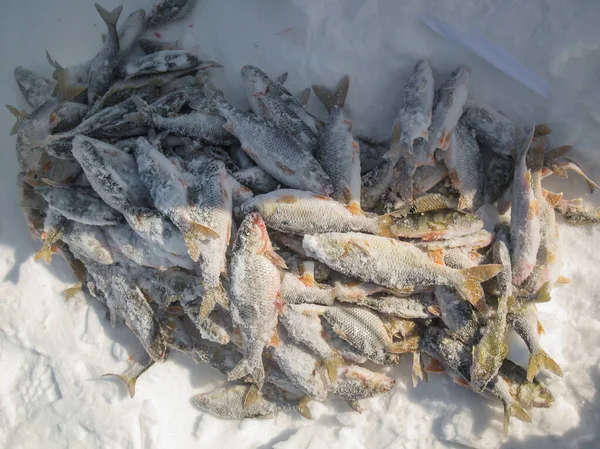 Peixe de pesca de inverno na neve — Fotografia de Stock