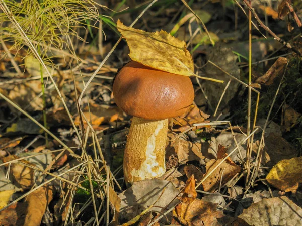 Champiñones blancos en el bosque —  Fotos de Stock