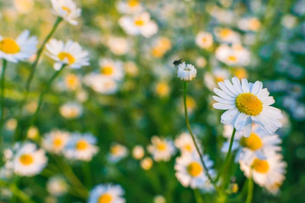 Flor de margarita blanca en el jardín — Foto de Stock