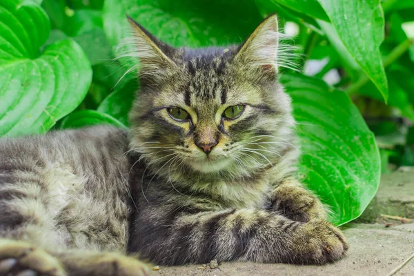 Gatito se encuentra en la hierba —  Fotos de Stock