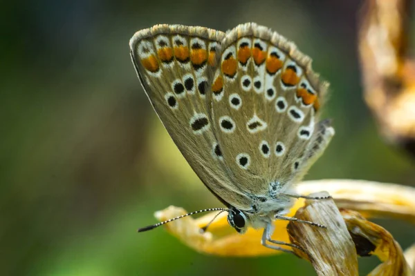 화려 한 나비를 가까이 서 본 모습 — 스톡 사진