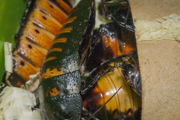 Baratas close-up macro — Fotografia de Stock