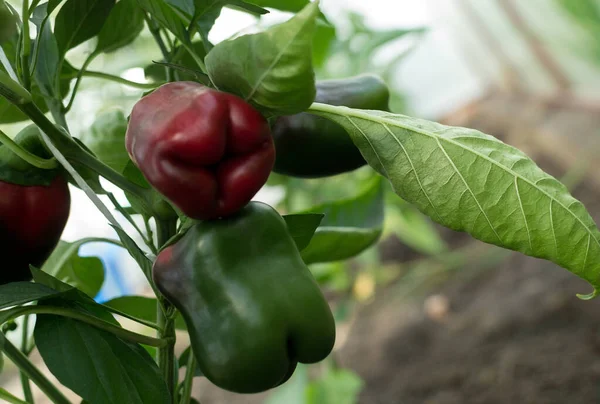 Rode en groene paprika op de takken — Stockfoto