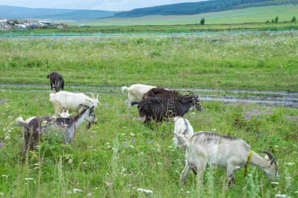 Manada de cabras no campo — Fotografia de Stock