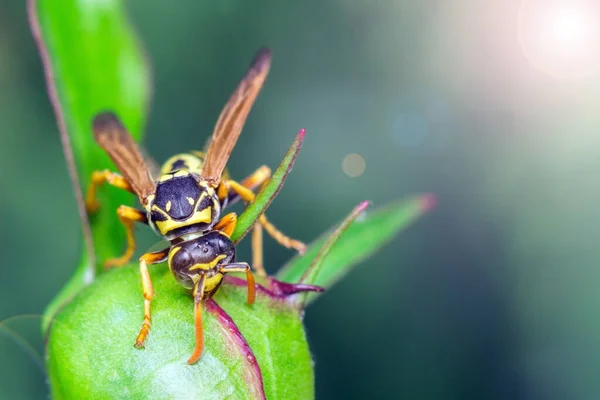 Guêpe dans la nature — Photo