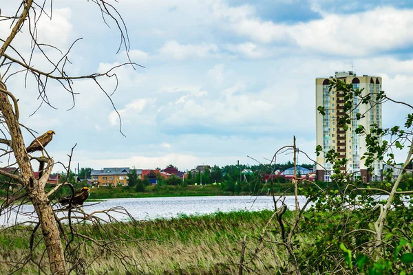 Höst älva skog färg — Stockfoto