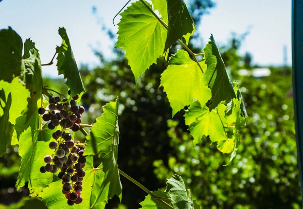 Des grappes de raisins noirs — Photo