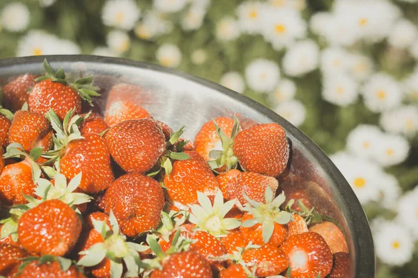 Schaal van verse aardbeien — Stockfoto