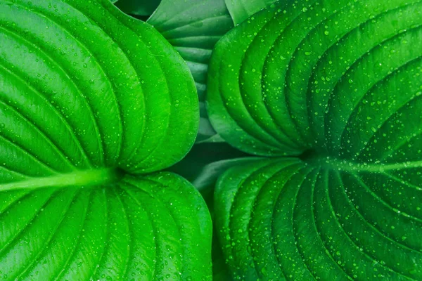 Feuilles vertes de Hosta en été — Photo