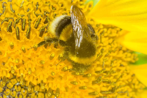 Tournesol et abeille gros plan — Photo