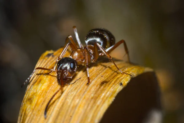蚂蚁宏观照片 — 图库照片