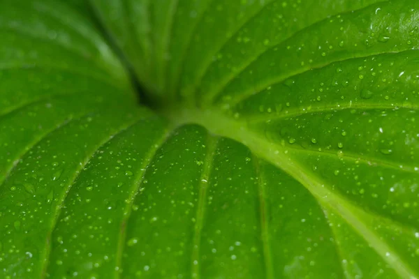 Gouttes d'eau sur une feuille verte gros plan — Photo