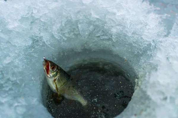 Inverno esporte pesca no gelo — Fotografia de Stock