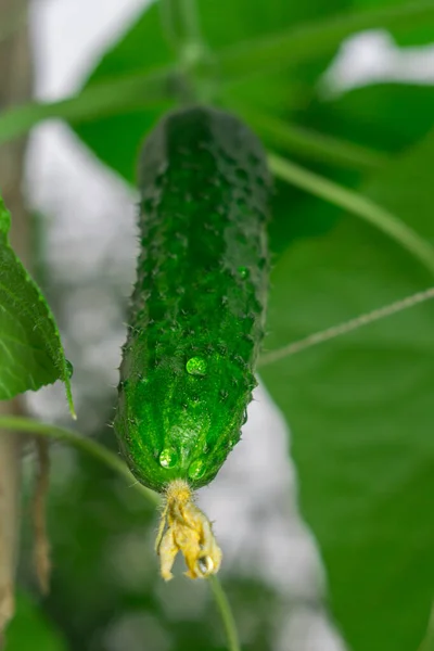 Cultiver des concombres dans le jardin — Photo