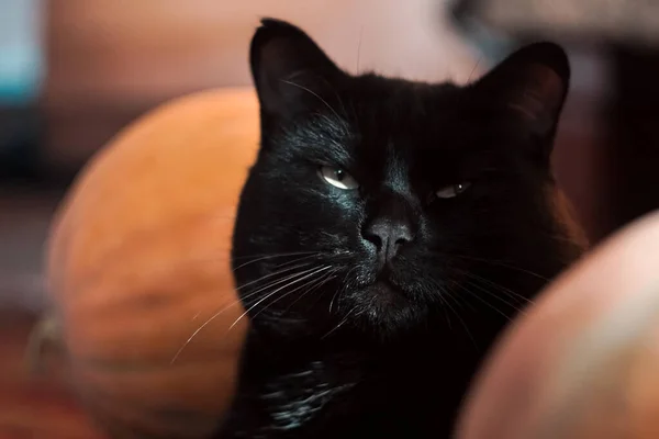 Retrato de gato preto — Fotografia de Stock