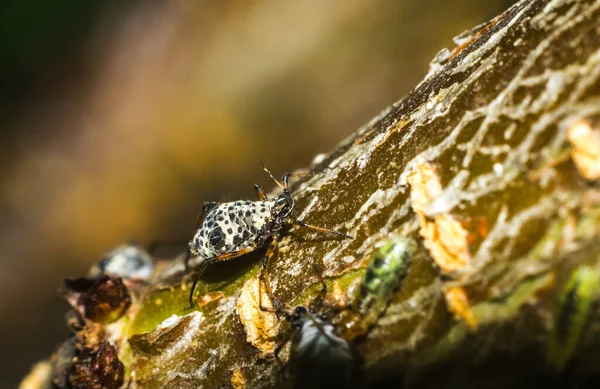 검은 딱정벌레 근접 촬영 — 스톡 사진